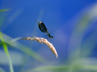 nsect, on the flower, стрекоза на травинке