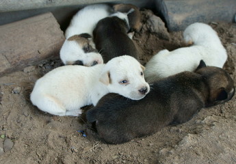 Puppies are sleeping on the ground