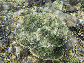 Coral Sea, Bali, Indonesia
