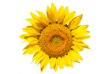 sunflower on white background isolated