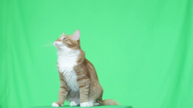 asks ginger cat on a green screen