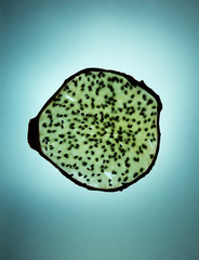 Slice dehydrating dragon fruit on light tracing board