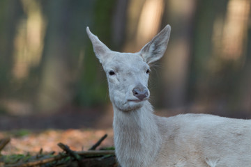 Obraz premium Weißer Rothirsch