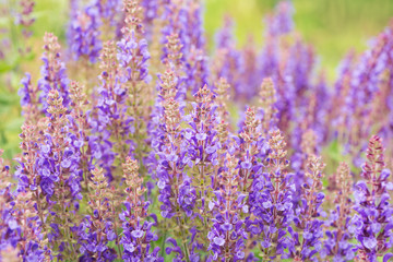 Salvia flowers 