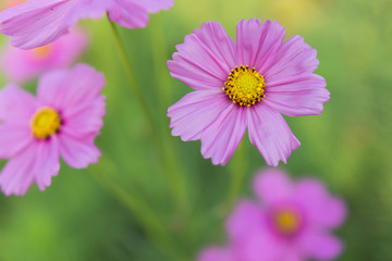 Obraz premium Cosmos bipinnatus cloroful flowers garden in spring