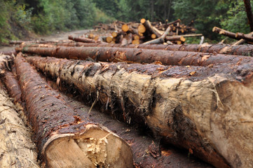 Deforestation concept. Pile of pine logs