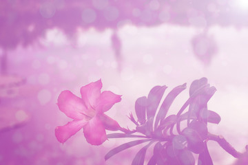 Fototapeta na wymiar flower pink background