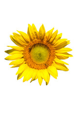 sunflower on white background isolated