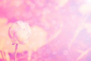 lotus pink background