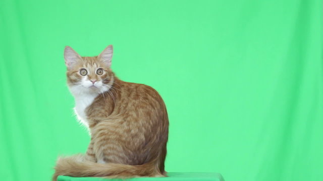cat looks on green screen