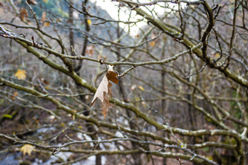 Dry leaves on forest tree at winter season