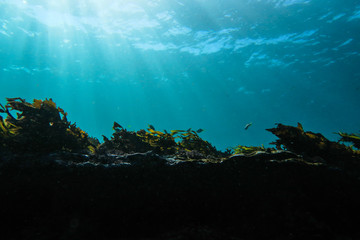 Sun light underwater