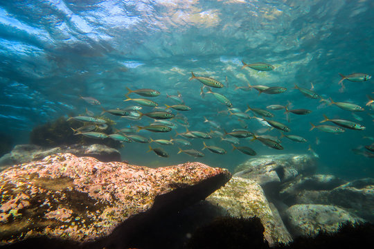 fish underwater, Sydney, Australia