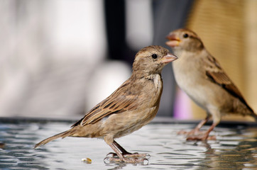 sparrow closeup