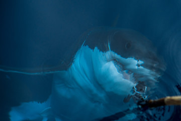 Fototapeta premium Great White shark ready to attack