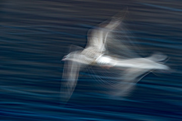 blur seagull while flying long time exposure © Andrea Izzotti