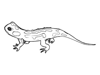 hand drawn, grunge, sketch illustration of salamander