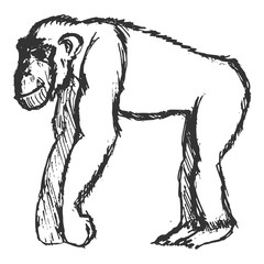 hand drawn, grunge, sketch illustration of chimpanzee