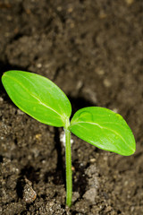 Green Plants Seedling