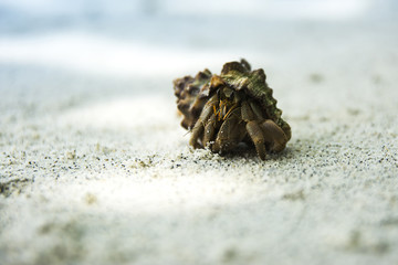 Hermit crab on a background sea
