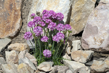 Sandnelke, Dianthus, arenarius