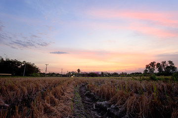 A peaceful rice field on sunrise sky background 