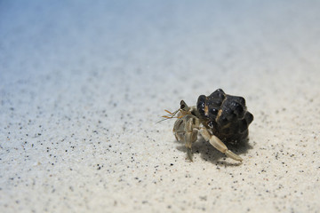 Hermit crab on the beach