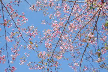 Wild himalayan cherry flower with filter effect retro vintage st