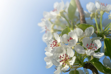 Birnenblüten im Frühling