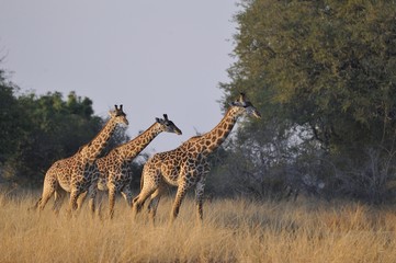 girafes de Thornicroft South Lwangua Zambie Afrique