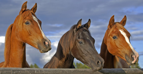 Three Yearling  Arabian Horses together by wood fence