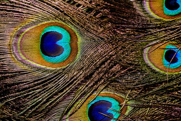 Fototapeta premium Peacock Feather Macro