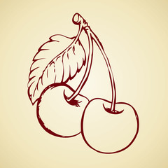 Cherry. Vector drawing