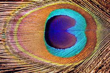 Obraz premium Peacock Feather Macro
