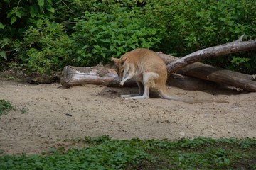 Tiere und V&ouml;gel