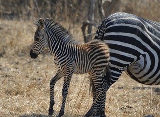 jeune zèbre de Crawshay de quelques jours, Parc national de South Luangwa  Zambie