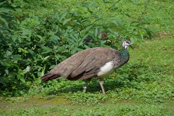 Tiere und Vögel