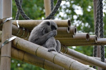 Tiere und V&ouml;gel