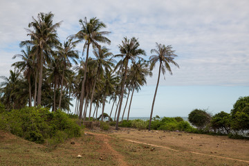 Fototapeta na wymiar Palmen am Sandstrand in Vietnam bei Phu Hai
