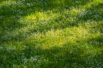 White daisies on a green lawn in spring