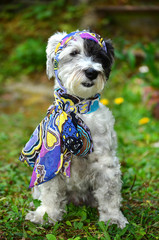 fashionable white poodle  dog with colorful handkerchief