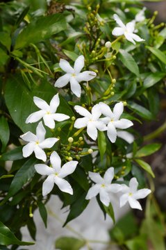 Inda white flower in garden