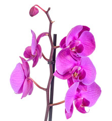 Purple branch orchid  flowers, Orchidaceae, Phalaenopsis known as the Moth Orchid, abbreviated Phal. 