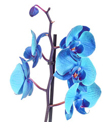 Fototapeta na wymiar Blue branch orchid flowers, Orchidaceae, Phalaenopsis known as the Moth Orchid, abbreviated Phal. 