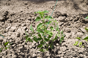Growing bio vegetables in the northern Bulgaria