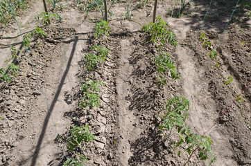 Growing bio vegetables in the northern Bulgaria