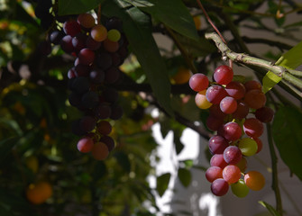 гроздь винограда