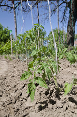 Fototapeta na wymiar Growing bio vegetables in the northern Bulgaria