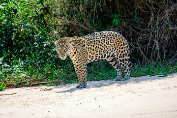 A male Jaguar staring at the boat