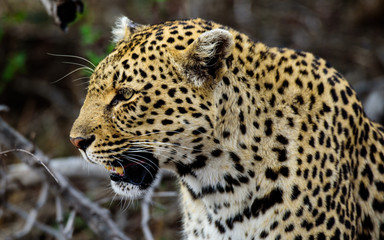 Fototapeta na wymiar Head shot of a powerful male Leopard